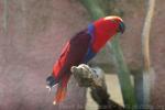 Eclectus parrot