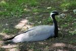 Demoiselle crane