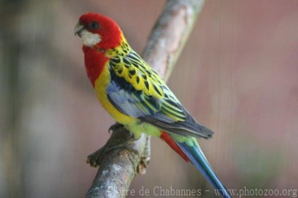 Eastern rosella