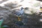 Common redshank