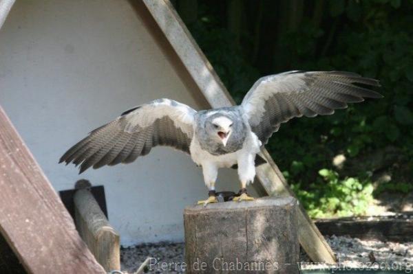 Black-chested buzzard-eagle