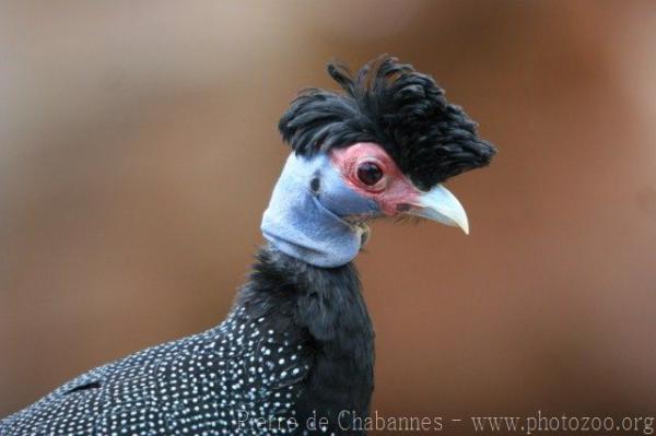 Crested guineafowl