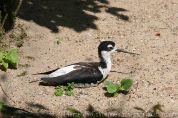 Black-necked stilt