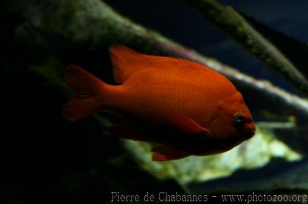 Garibaldi damselfish