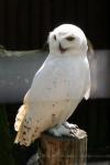 Snowy owl