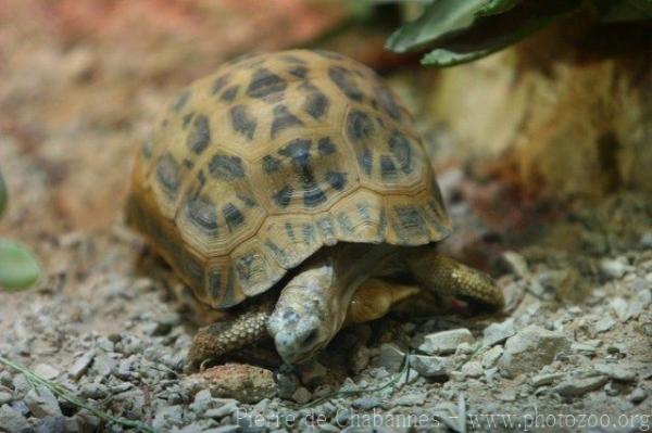 Spider Tortoise