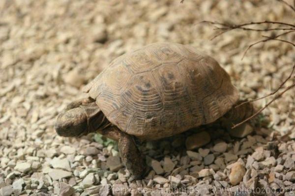 Spur-thighed Tortoise