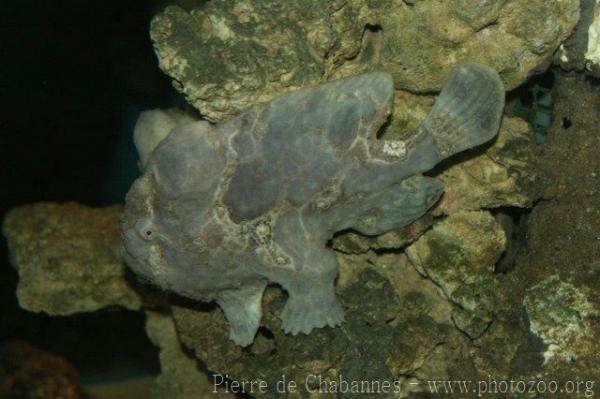 Commerson's frogfish *