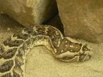 Puff adder *