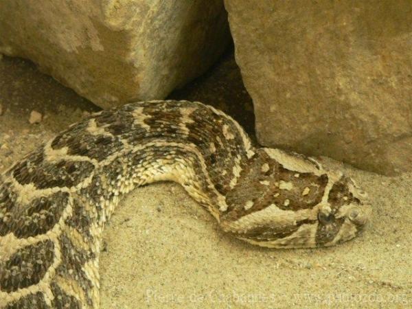 Puff adder *