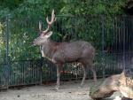 Dybowski's sika deer