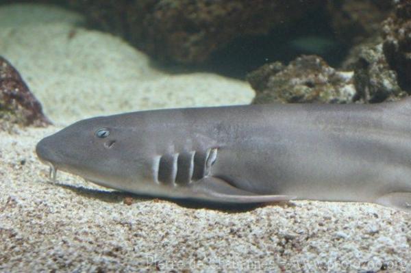 Brownbanded bambooshark