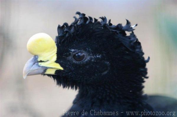 Great curassow