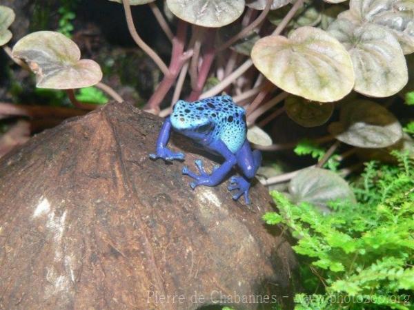 Blue dyeing poison frog