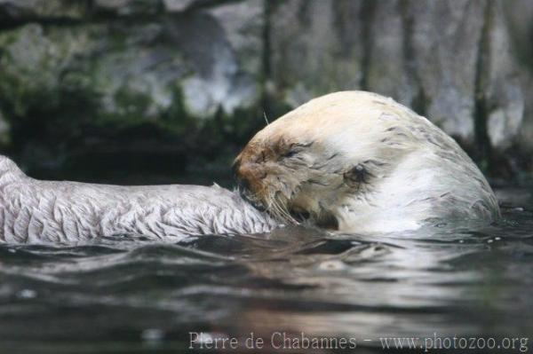 Sea otter *