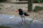 Eurasian Oystercatcher