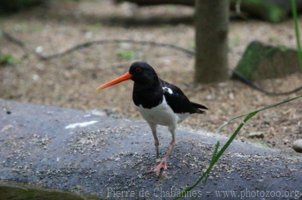 Eurasian Oystercatcher