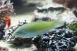 Pastel-green wrasse