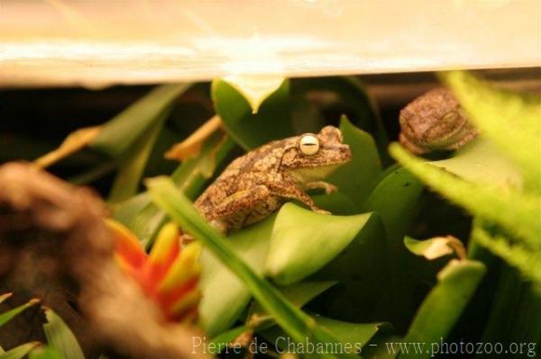 Emerald-eyed treefrog