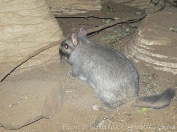 Plains viscacha *