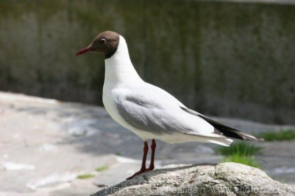 Black-headed Gull