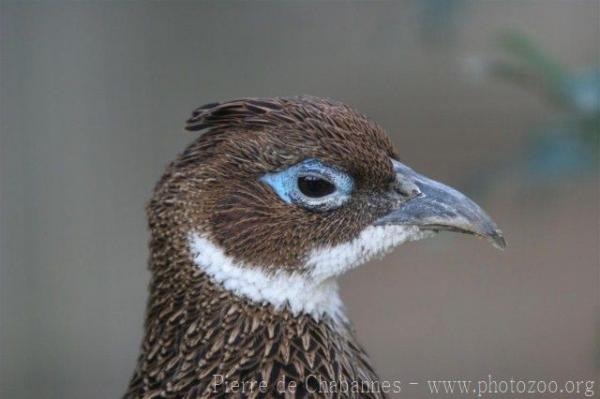 Himalayan Monal