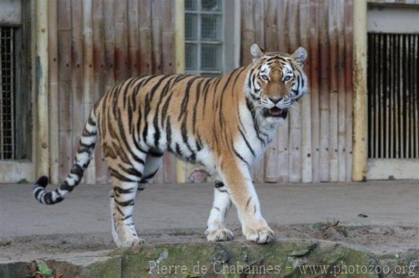 Mainland (Siberian) tiger