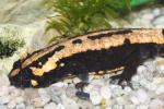 Laos warty newt