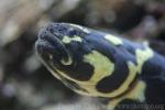 Convict blenny