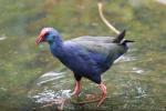 Purple swamphen