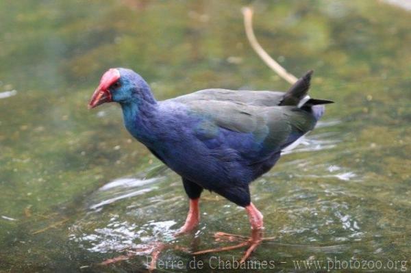 Purple swamphen