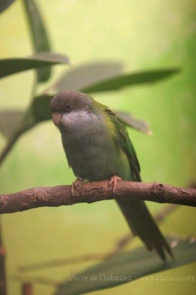 Grey-hooded parakeet *