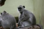 Tufted gray langur *