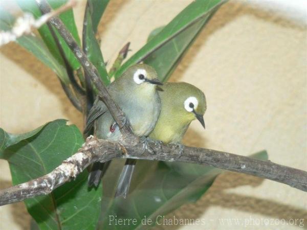 African montane white-eye