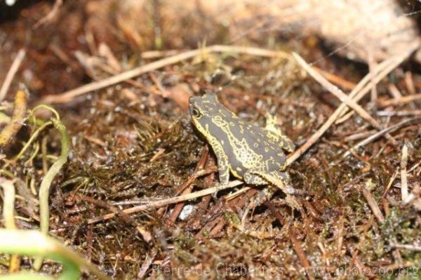 Hoogmoed's stubfoot toad