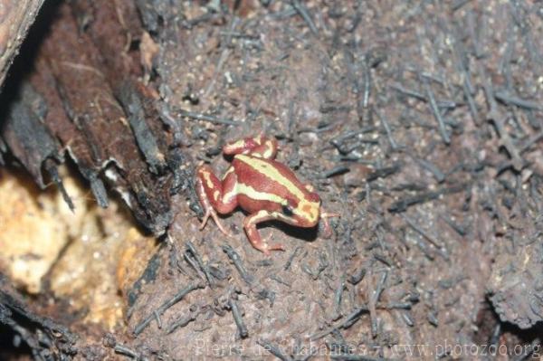 Anthony's poison-arrow frog