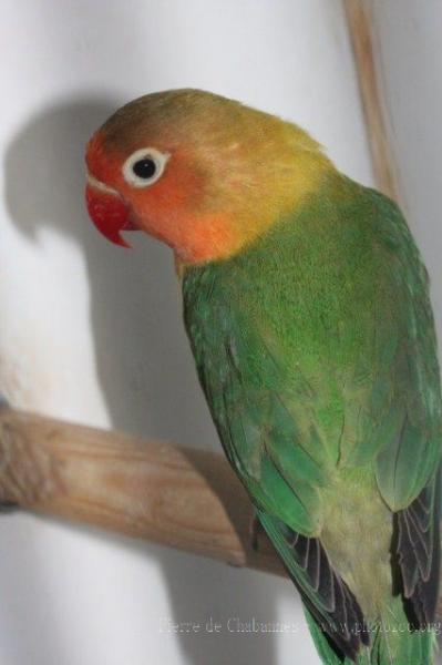 Nyasa lovebird