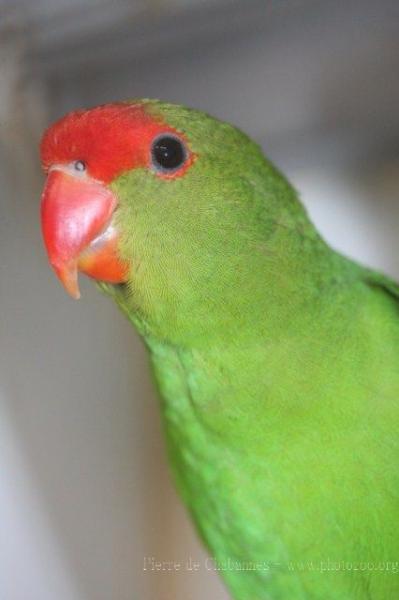 Black-winged lovebird