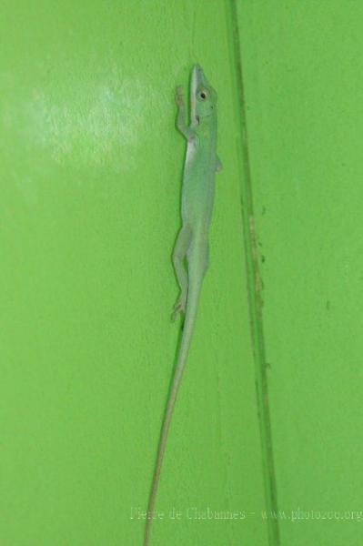 Allison's anole