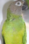 Dusky-headed parakeet