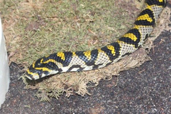 Mandarin ratsnake