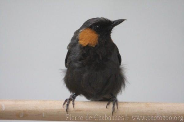 Rufous-cheeked laughingthrush