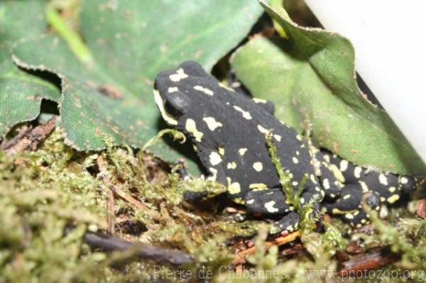 Klappenbach's red-bellied toad