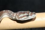 Centralian carpet python