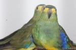 Blue-winged Parrot