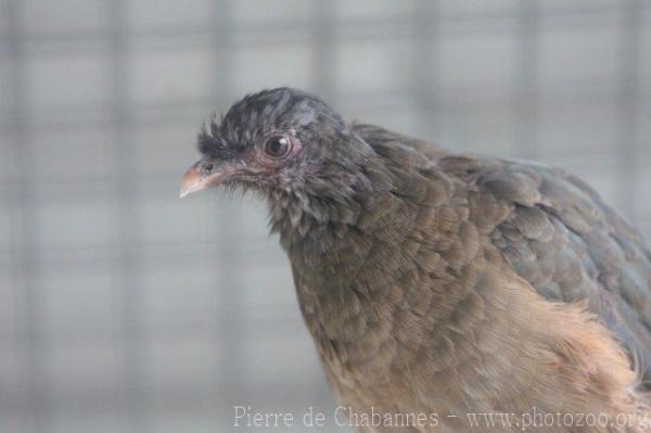 Chaco chachalaca