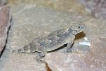 Desert Horned Lizard