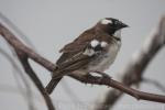 White-browed sparrow-weaver