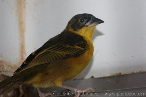 Dark-backed weaver