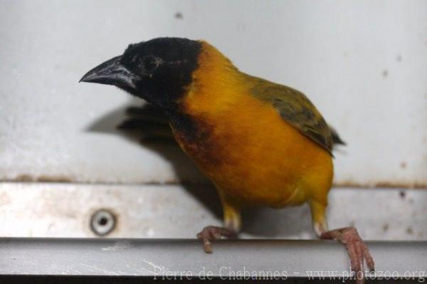 Black-headed weaver